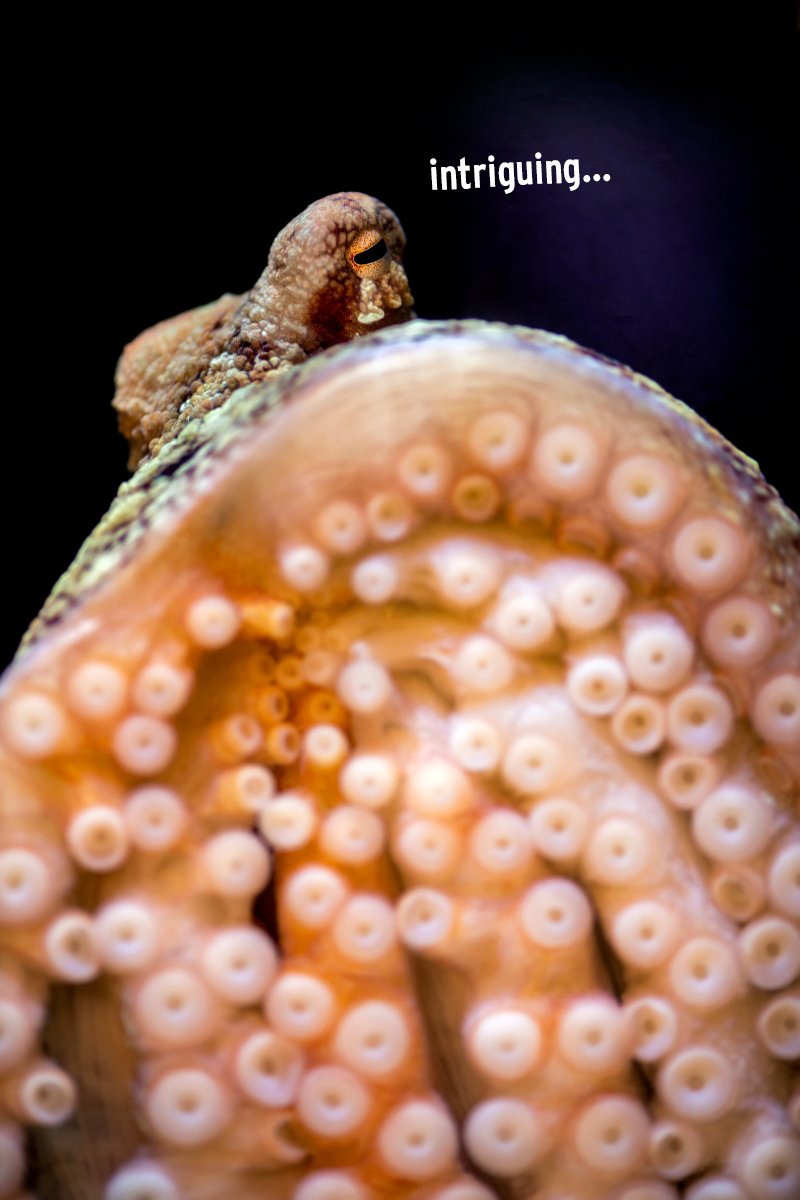 A red octopus at the Monterey Bay Aquarium with the word "intriguing"