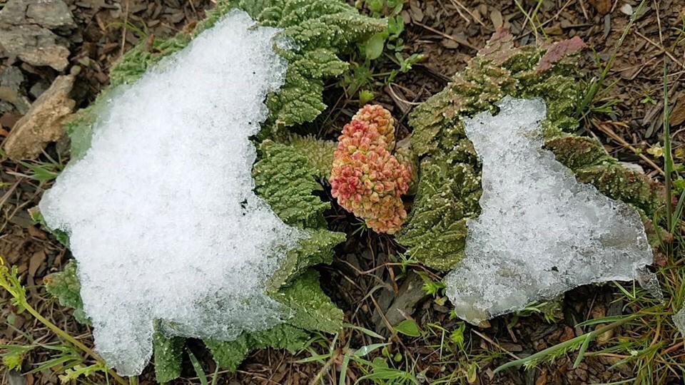 ريواس نبات جبلي ربيعي له طعم خاص ومذاق لذيذ لا يقاوم .. هذه السنة اختلفت عليه الاجواء ظهر في وقته المعتاد تفاجأ بالثلج في حضنه .. صور اليوم من #جومان ..