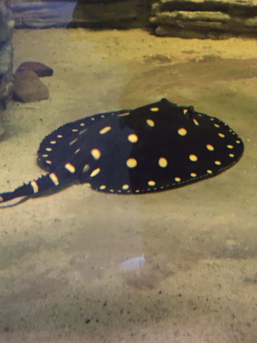 megan_trinh20's tweet photo. Had fun at the zoo! #OurBMSA #CLEzoo https://t.co/saYBWWi5Rh