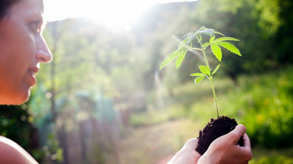 berylgoods's tweet photo. Five Ways to Reduce the Cannabis Industry's Environmental Impact https://t.co/EuZPCJ1zPv https://t.co/MtQhreCvM7