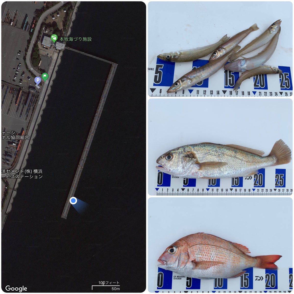 104 3 水曜日の本牧海釣り施設では アジの釣果は厳しく コノシロ ハゼ キス イシモチそしてマダイが釣れました そしてお持ち帰りは写真の3種 明日これらで キュ っ と一杯 本牧海釣り施設 キス イシモチ マダイ