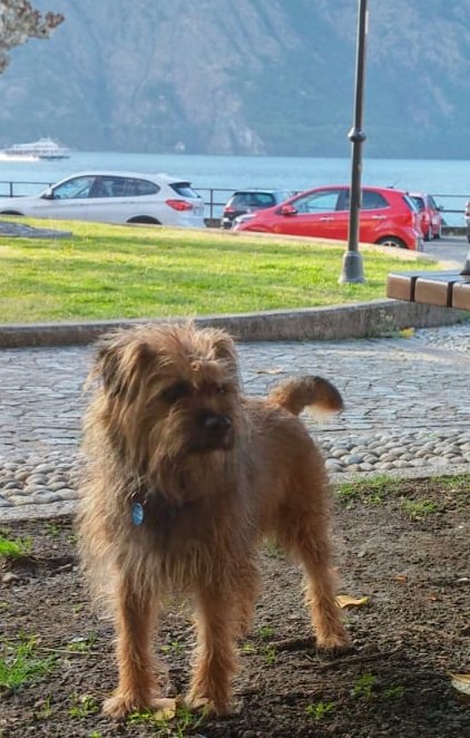 Ultissimo's tweet photo. Hugo impatiently waiting for Summer to arrive #officedog #lakecomo https://t.co/2tK1K9p4LC