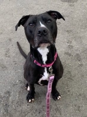 MAZZY FACES DEATH THURSDAY. Lived happily, even bonded, with another dog. Dumped because she barked at strange dogs. Our pledges via @chortletown to attract a Rescue, or NYC-Area Foster/Adopter could save her. So can sharing: PLEASE RT MAZZY https://www.facebook.com/mldsavingnycdogs/photos/to-be-killed-4252019shes-petite-super-sweet-and-tail-waggy-wonderful-mazzy-adore/967930206726583/ …
