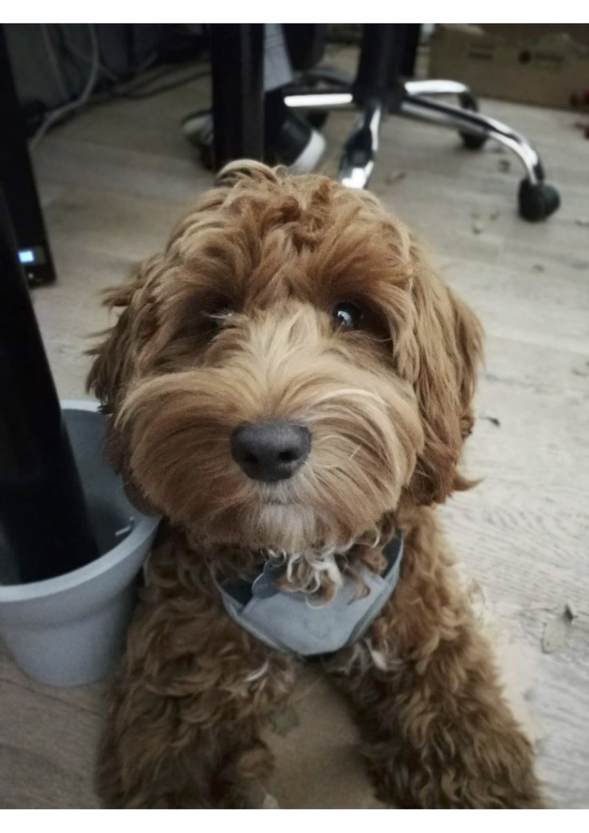 fluidpictures's tweet photo. The Great Gatsby in the office thanks to @MasterJoff . Can we keep him please ? He's a perfect new member of the animation team https://t.co/9ElTtLYuLT
