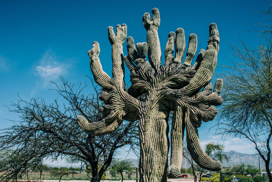 What an utterly delightful story about the posse of octogenarian nature-lovers who are finding, cataloging, and protecting Arizona's weirdest cactuses! atlasobscura.com/articles/unusu…