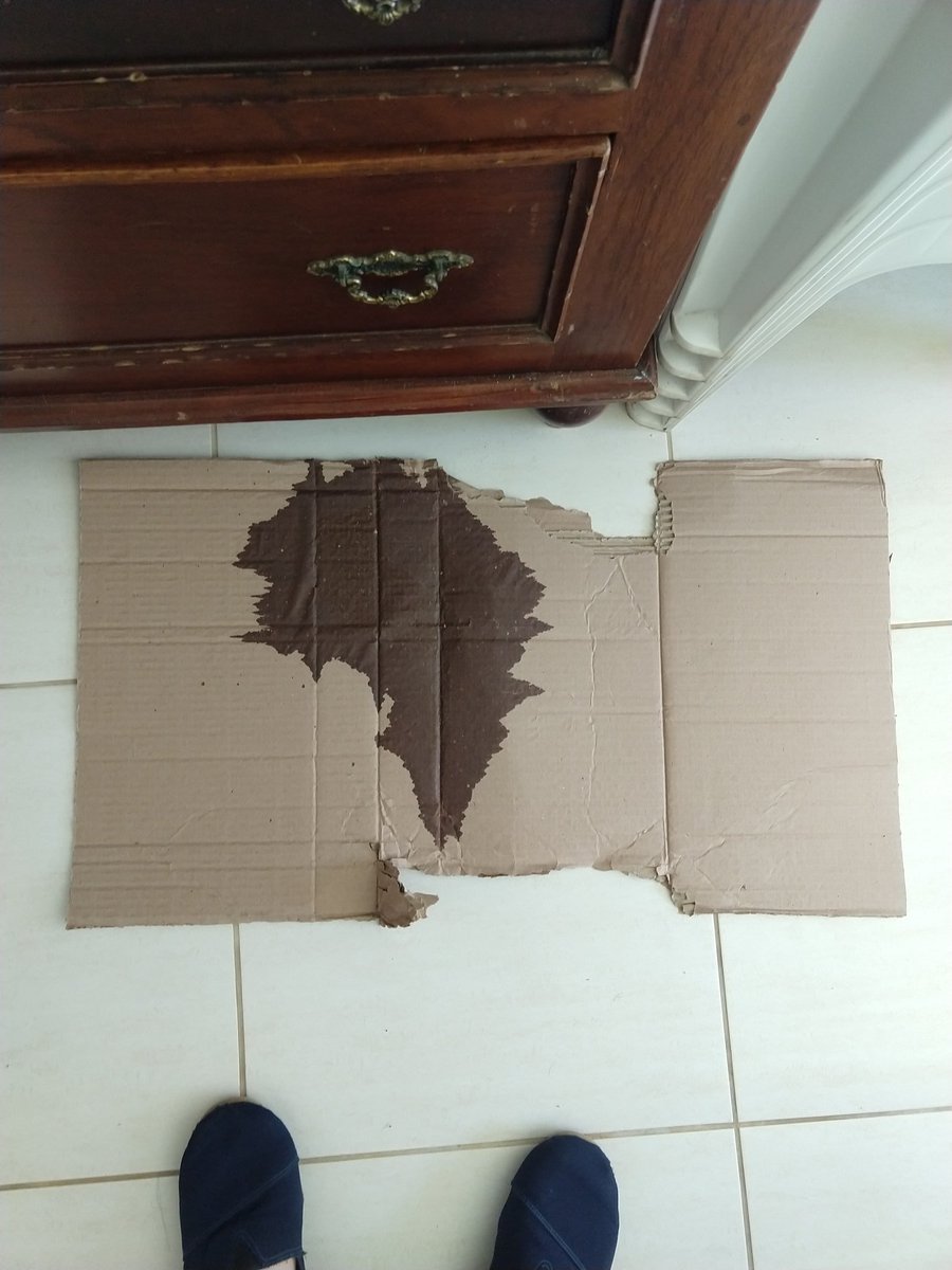 CeloCoach's tweet image. E a minha cadela que acabou de dar uma mijada no formato do mapa do Brasil?! Forma legítima de protesto ou é um cãozominion?