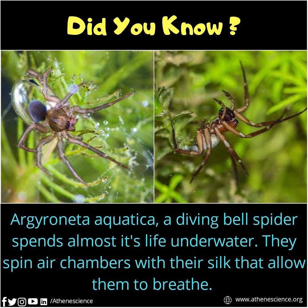 AtheneScience's tweet photo. Source : https://t.co/YUgUWcu6TE 
#ArgyronetaAquatica #Spider #AtheneScience https://t.co/0A4KUNyl72
