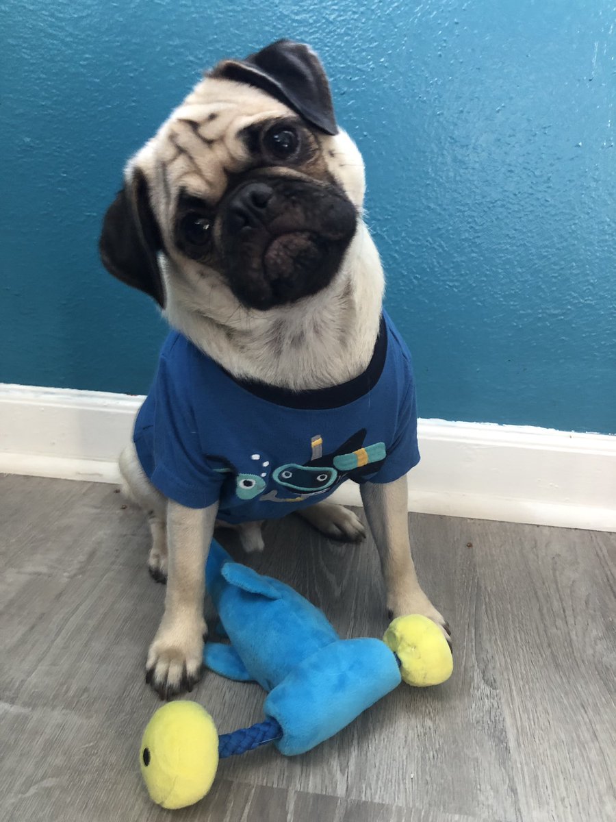 ramsaytheepug's tweet photo. Ramsay shark do, do, do. Ramsay shark. 
*
*
*
#shark #babyshark #sing #songs #pug #fawnpug https://t.co/bL0urzuEaS