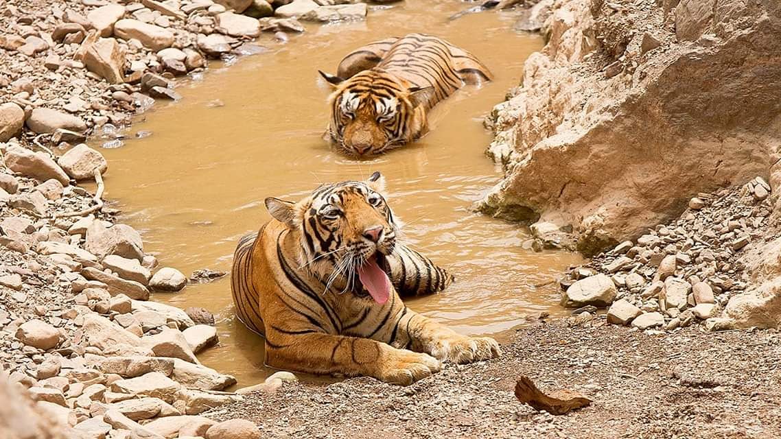 GoingWildLLP's tweet photo. Summers in Ranthambore, Rajasthan can be so cruel... #beattheheat india #WednesdayWisdom #WednesdayMotivation #wednesdaythoughts #ModiWithAkshay #twotigers of #India
Visit https://t.co/nSv9yqJXaC or mail to support@goingwild.in to know about our upcoming tours.. 😊 https://t.co/EzoLYBGRDo