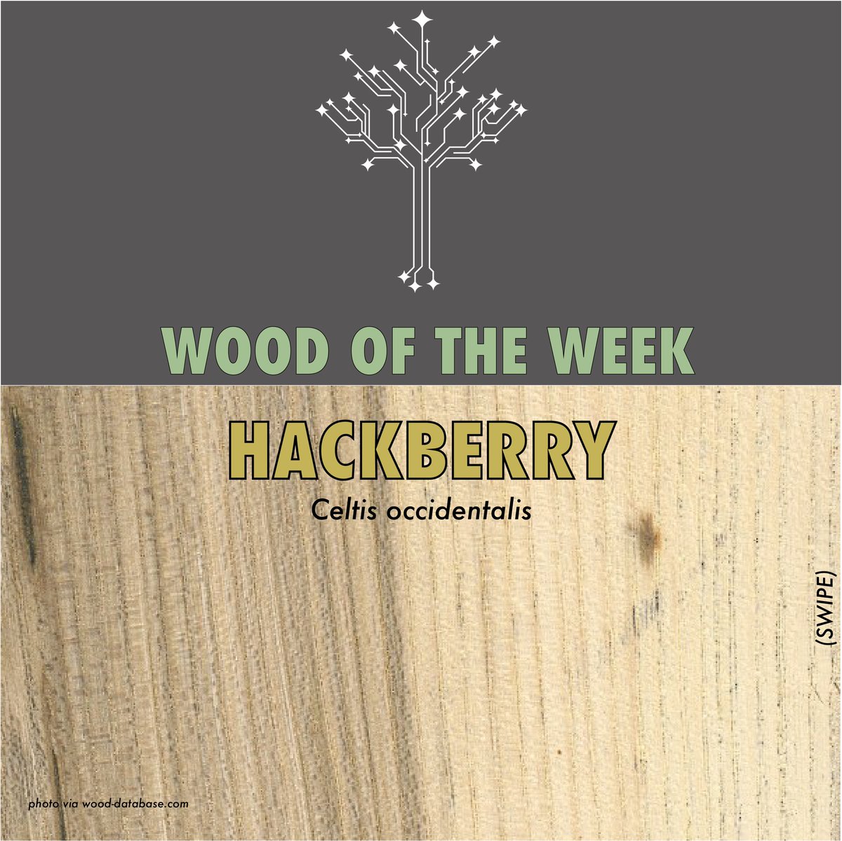 WherwoodNetwork's tweet photo. Hackberry : this weekβs Wood of the Week . π³π²π³
#woodoftheweek #woodsday https://t.co/3OFp64OPoP