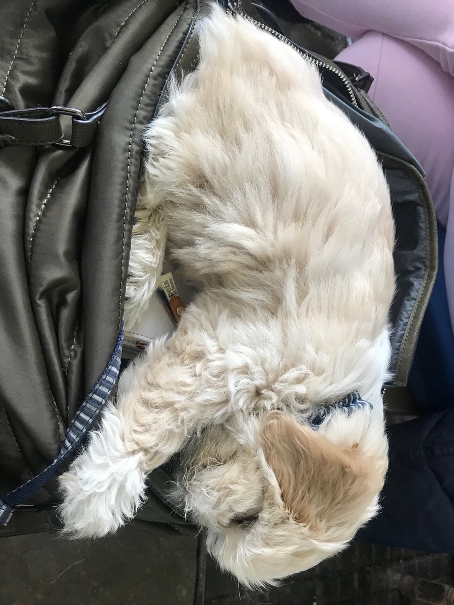 SDSolutionsPH's tweet image. Arthur loving life as a hand bag dog at #george&amp;amp;pilgrim # Glastonbury