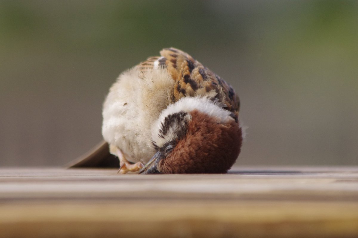 悩みがあるならニンゲンが聞いてあげるよ。
#雀 #スズメ #すずめ #sparrow #鳥 #小鳥 #野鳥 #bird https://t.co/9AGliDg4U5