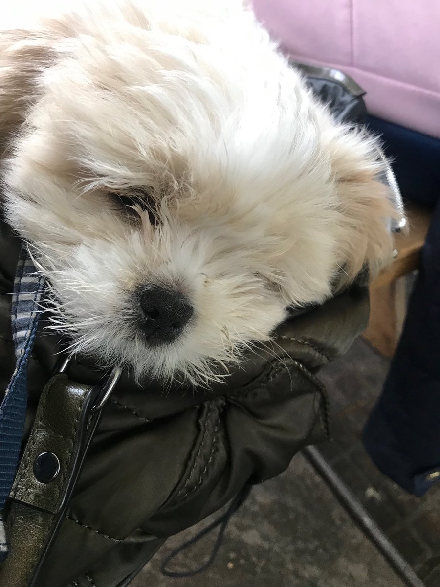 SDSolutionsPH's tweet image. Arthur loving life as a hand bag dog at #george&amp;amp;pilgrim # Glastonbury