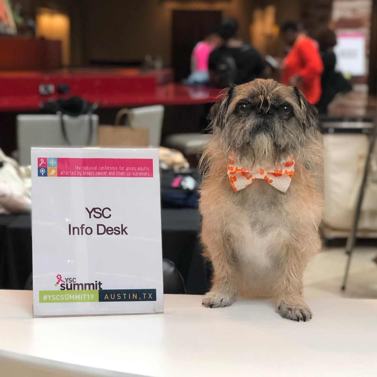 YSCBuzz's tweet photo. The #YSCSummit19 intern with an important announcement! #YSCSummit20 is heading to...before we announce the location, we want to see if you can guess the city. Swipe for the first hint and I'll be sharing 3 more during the day! RT with your guess &amp; tag your #travelbuddy https://t.co/vt2qEv0gGR