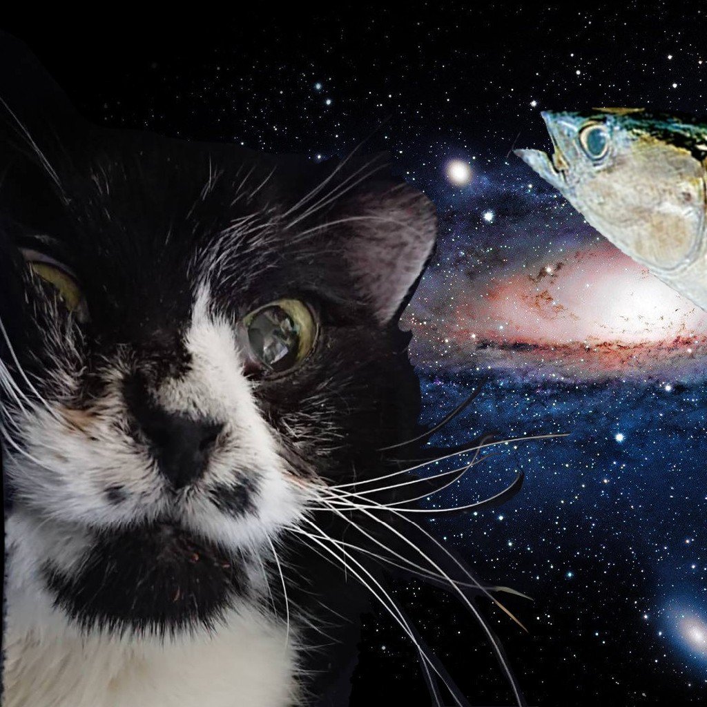 獣医さんに 猫が撫でるとご飯を食べるけど撫でるのをやめると食べない と相談したら驚きの回答が ちょろすぎる 可愛すぎるううう Togetter