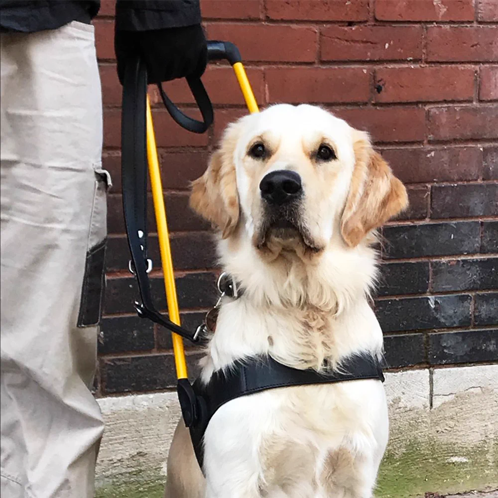 A Golden Retriever wearing a harness with a yellow handle.