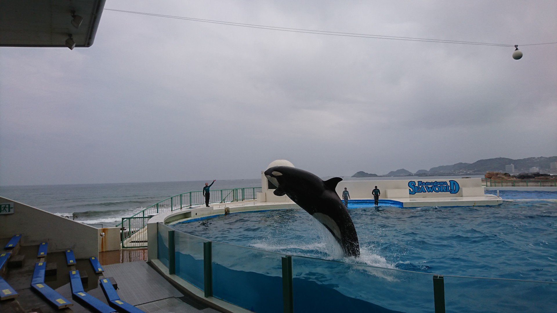 シャチ まとめ売り オルカ 水口博也 本 写真 直筆 フリーウィリー Ld ギフト