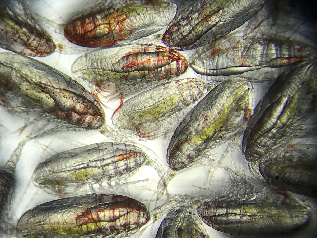 View through a microscope showing 14 copepods, resembling shrimp or woodlice