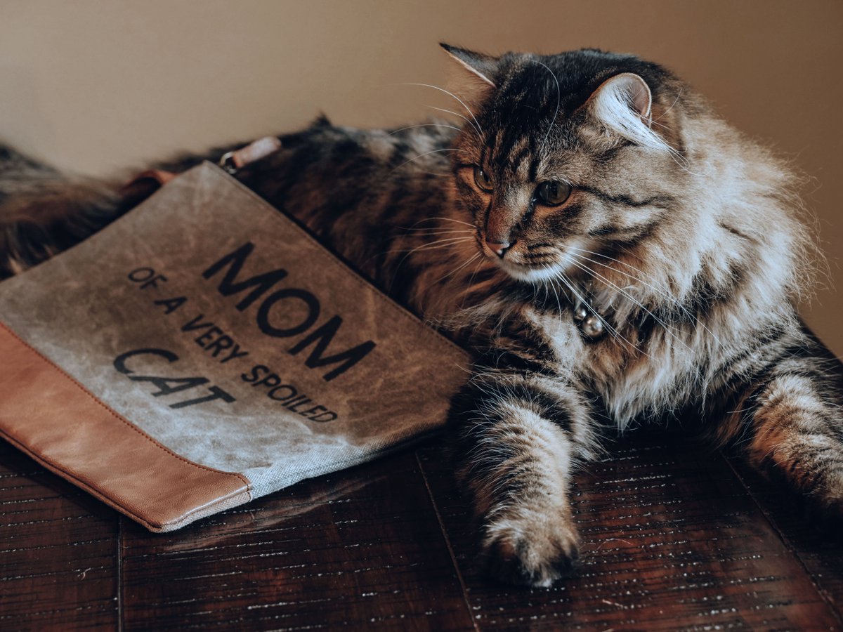 OfficialMonaB's tweet photo. Need a purrr-fect #MothersDay gift? 💝 Whether you’re shopping for a human mom, cat mom or dog mom, Mona B has you covered. ✨ Get 15% off the Unleashed collection with the code PAWSUP15. :: @Jeccyka :: https://t.co/AmfHiG5kc2 :: #MonaB #GiftIdeasForMom #CreateAndConserve https://t.co/z5HpPhWObf