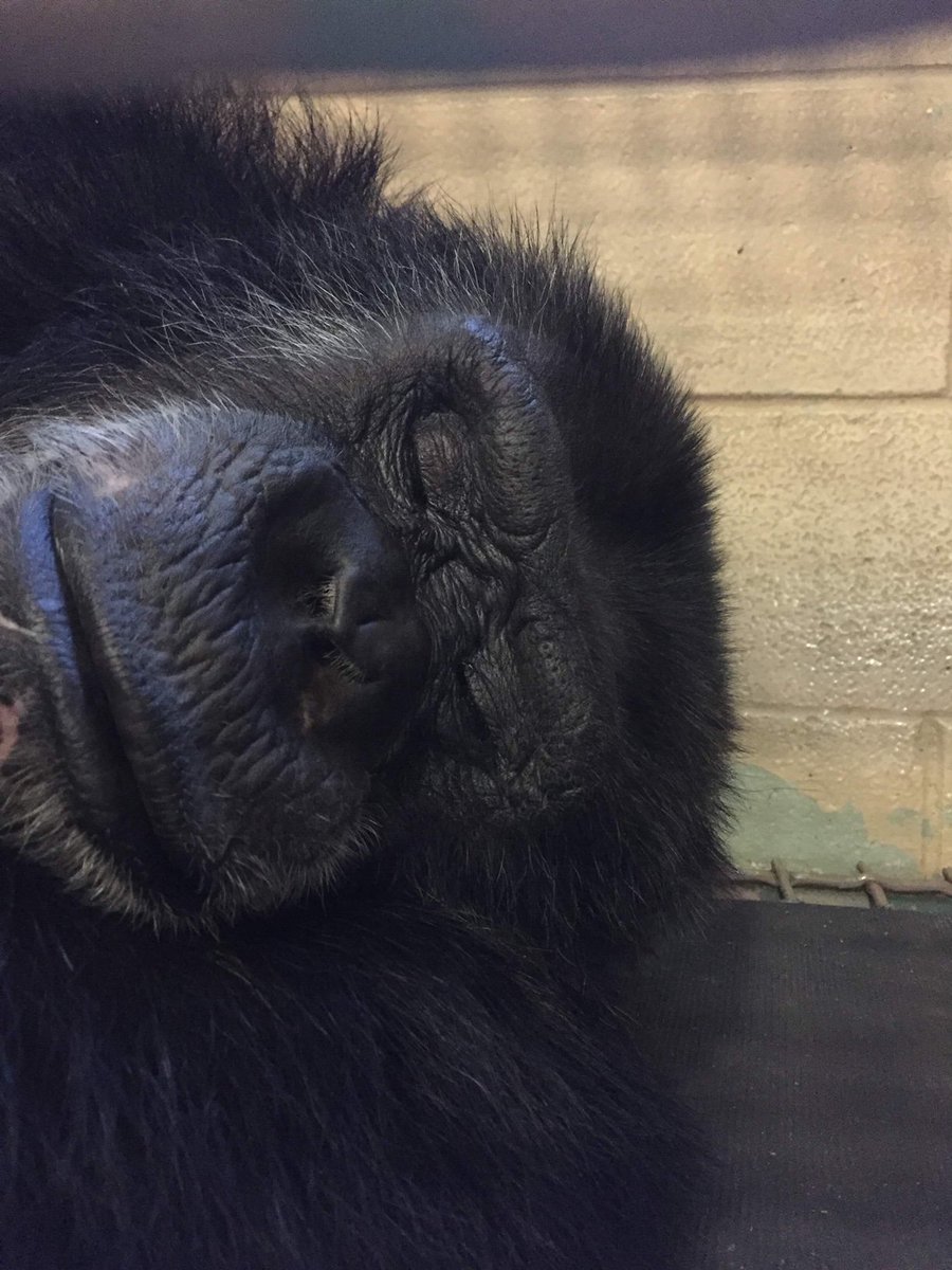 This weather calls for a nap... #naptime #nap #rainy #sanctuary #chimpanzee #binky