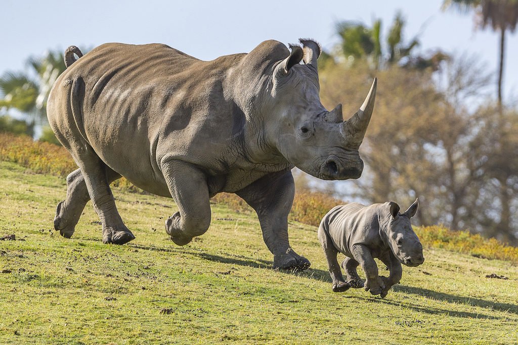 WillMcCormick8's tweet photo. Amazingly enough, people have decided to snort rhino horn. Though this may sound preposterous, it has become very popular in Vietnam as a status symbol. In addition, rhino horn was wrongly thought to be a hangover cure. #ees028 #sixthextinction  https://t.co/6CtStOA4HK https://t.co/x2NwMrYqND