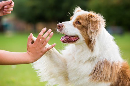 canindress's tweet photo. Qu'il s'agisse d'un chien de concours, d'un partenaire de chasse ou tout simplement d'un compagnon pour votre petite famille, votre chien à besoin de repères clairs. 
#chiens #chiots 🐶 https://t.co/spvYP3v6es