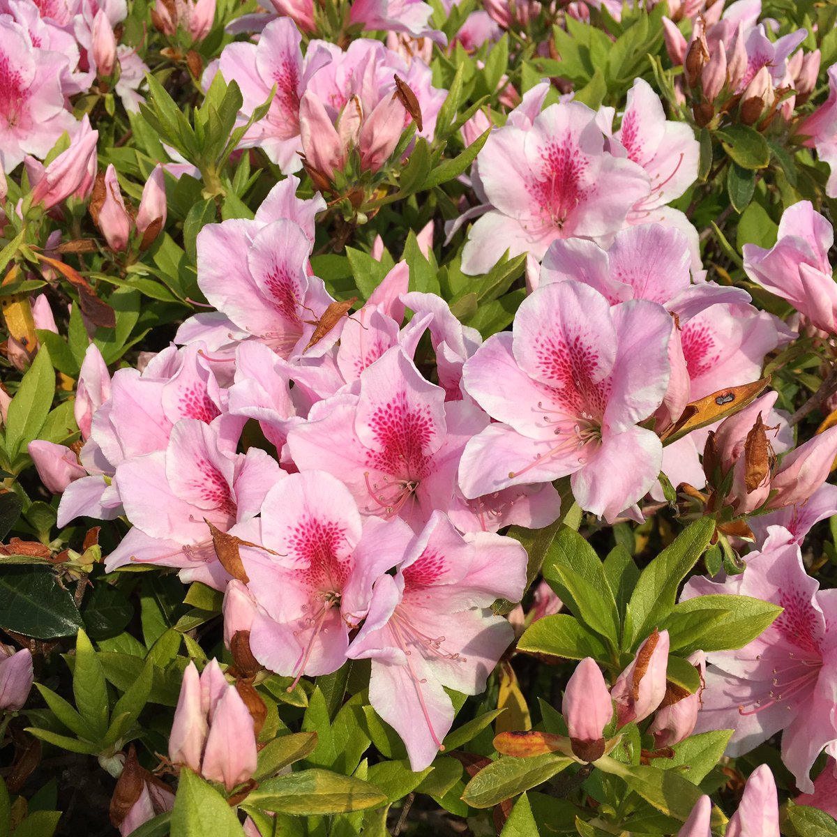池ポチャ野郎 排ガスに強く街路樹や公園に ツツジ 躑躅 花 フラワー ピンクの花 排ガスに強い花 街路樹 公園 種類が多い 古い時代からの花