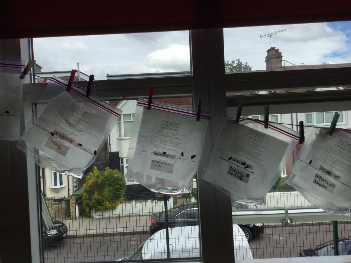 SpringCPS's tweet image. What do you think will happen to your bean? Will it grow? Year 2 are waiting patiently to find out if their seed will grow! 🌱#year2 #year2science