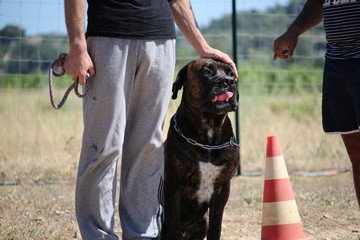 canindress's tweet photo. Un chien qui n’est pas dressé peut vite transformer votre vie en cauchemar. Un chien non dressé aux ordres de base est un chien qui n’est pas heureux. Lui apprendre à rester couché, assis, à ne pas bouger ou à revenir quand on l’appelle est essentiel pour lui comme pour vous. 🐶 https://t.co/CLYcBQdgVf