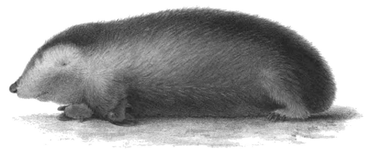 looking at illustrations of moles and shrews on wikipedia brings me joy 