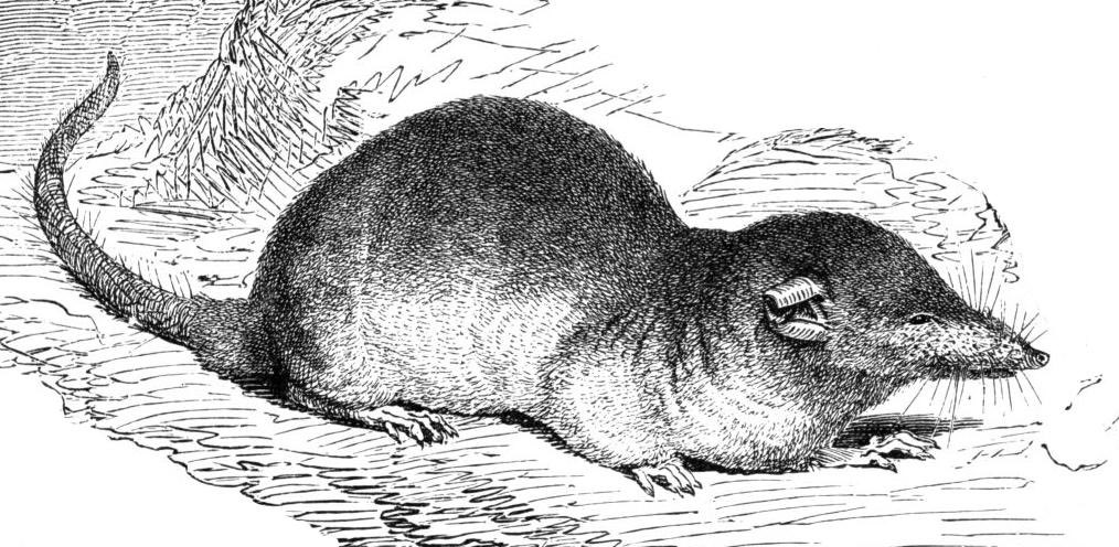 looking at illustrations of moles and shrews on wikipedia brings me joy 