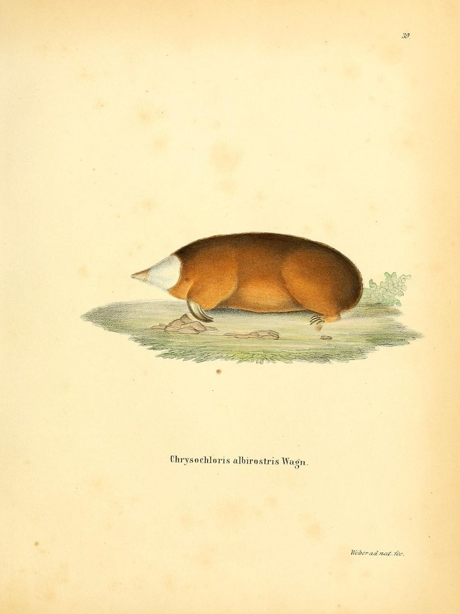 looking at illustrations of moles and shrews on wikipedia brings me joy
