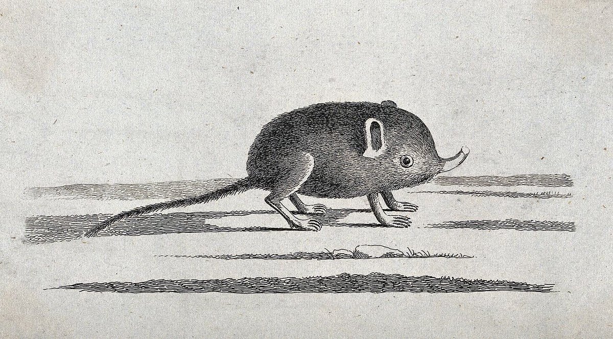 looking at illustrations of moles and shrews on wikipedia brings me joy 