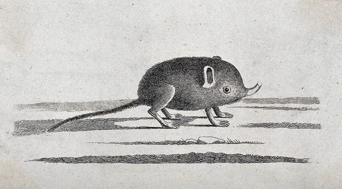 looking at illustrations of moles and shrews on wikipedia brings me joy 