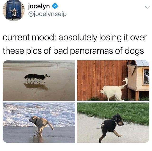 Hot Dog Collars tweet media