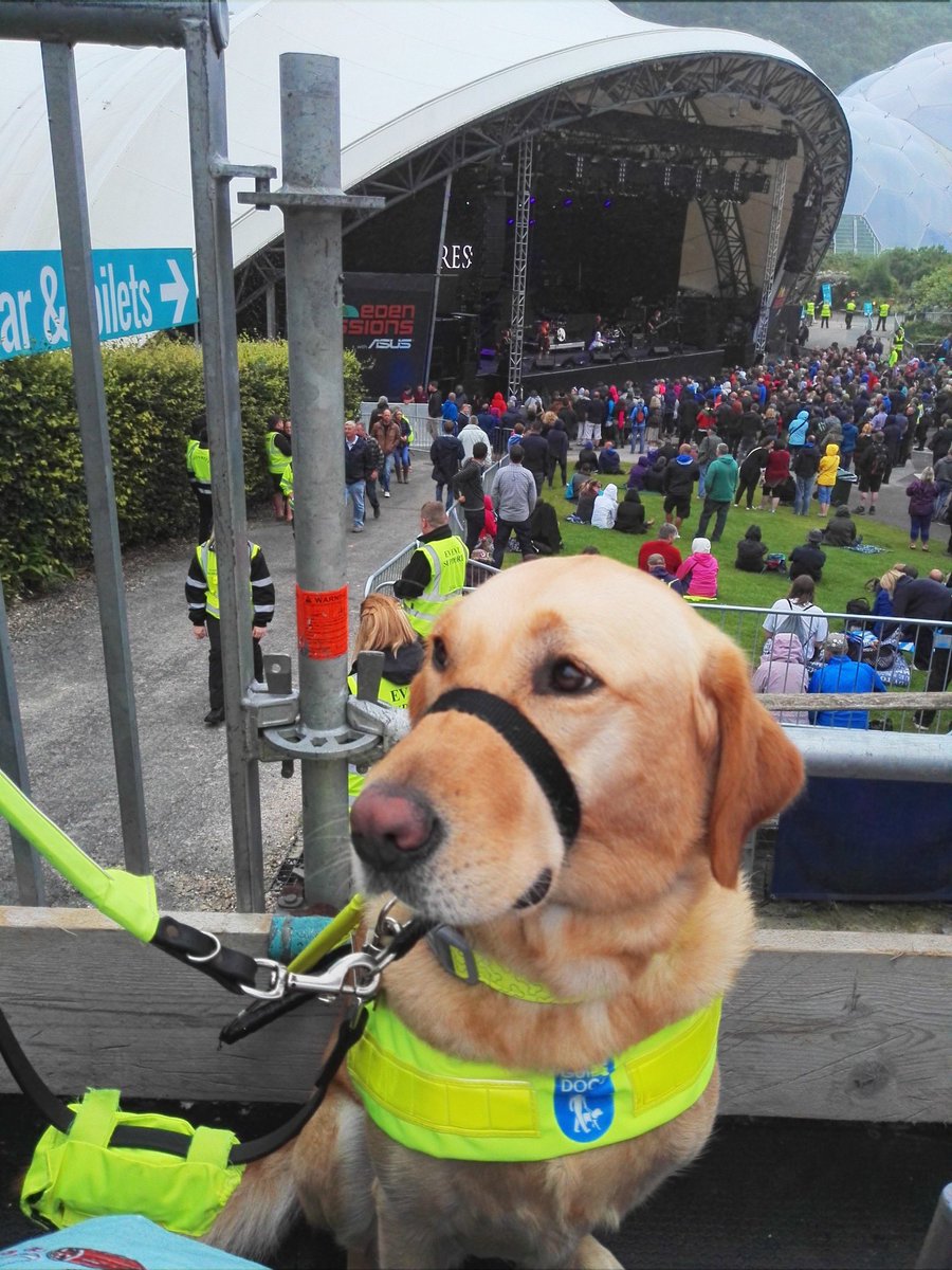 Labrador_Molly's tweet photo. Happy #InternationalGuideDogDay #InternationalGuideDogsDay #Guidedogs #GDFamily #GDsOfTwitter (that includes us retired ones as well!) #lifechanging @guidedogs https://t.co/mED90BMzWL