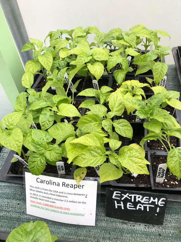 We love the South Devon Chilli Farm! The amazing peppery aroma welcomes you as you make your way to the shop, filled with seeds to grow your own chilli's at home, and so much more. With the cafe behind the shop, fill rumbling tums up with mouth-watering dishes.