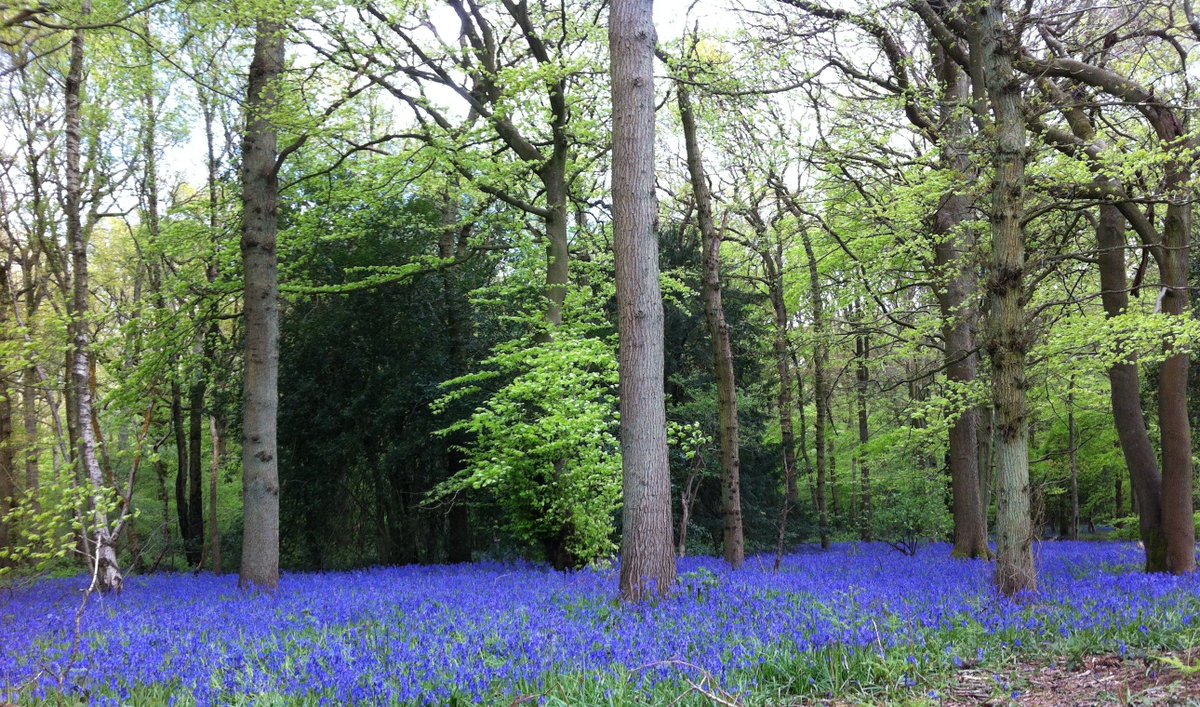 OxtedNetworking's tweet photo. Oxted Networking &amp; Netwalking April News - https://t.co/bZRqad8UF6 FREE Bluebell Mindfulness netwalk this Friday. https://t.co/5fomhlookA