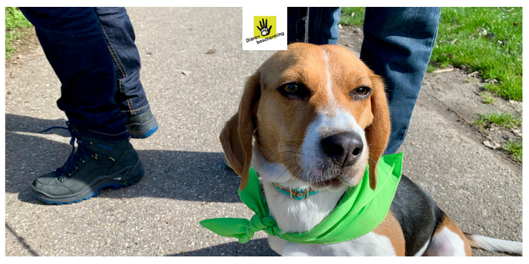 Dierbescherming's tweet photo. #wereldproefdierendag De eenjarige Lara was ook zo’n labhond. Zij speelt de hoofdrol in ‘Lara leert’; handige hondentrainingsvideo’s van de Dierenbescherming. Lara laat zien dat het met sommige proefdieren gelukkig goed afloopt https://t.co/lm9PPd1wxO https://t.co/NcCOYfPkud