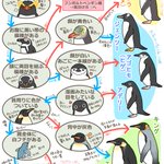 ペンギンの種類の見分け方知っていますか？これを見れば分かります!