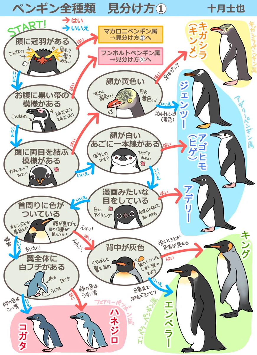 ペンギンの種類の見分け方知っていますか？これを見れば分かります！！