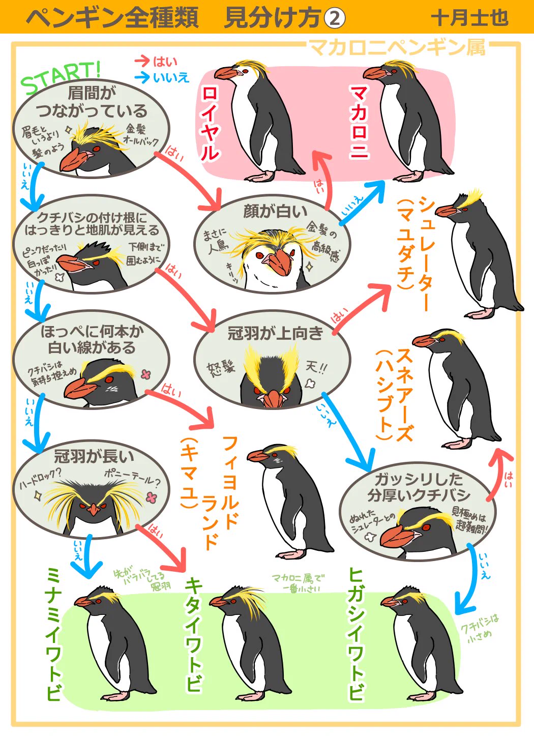 ペンギンの種類の見分け方知っていますか？これを見れば分かります！！
