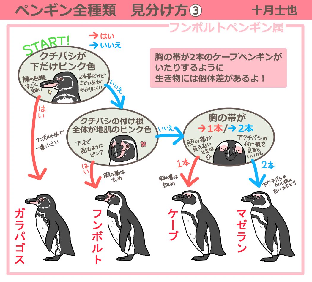 ペンギンの種類の見分け方知っていますか？これを見れば分かります！！