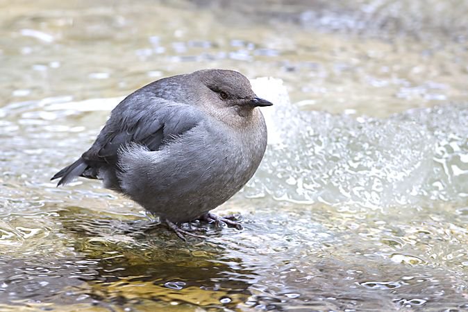 So many birds but where to start with identifying them? Don't care about naming them but want to learn more about how to watch them? Basics of Birding birdwalk at CU-East Campus/Boulder Creek with @MeganAHJones.  Sunday, April 28, 8:30am.  Learn more: buff.ly/2P8qjU1