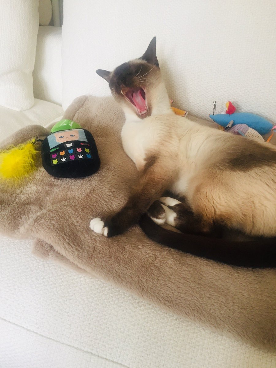 Ollie tweet media