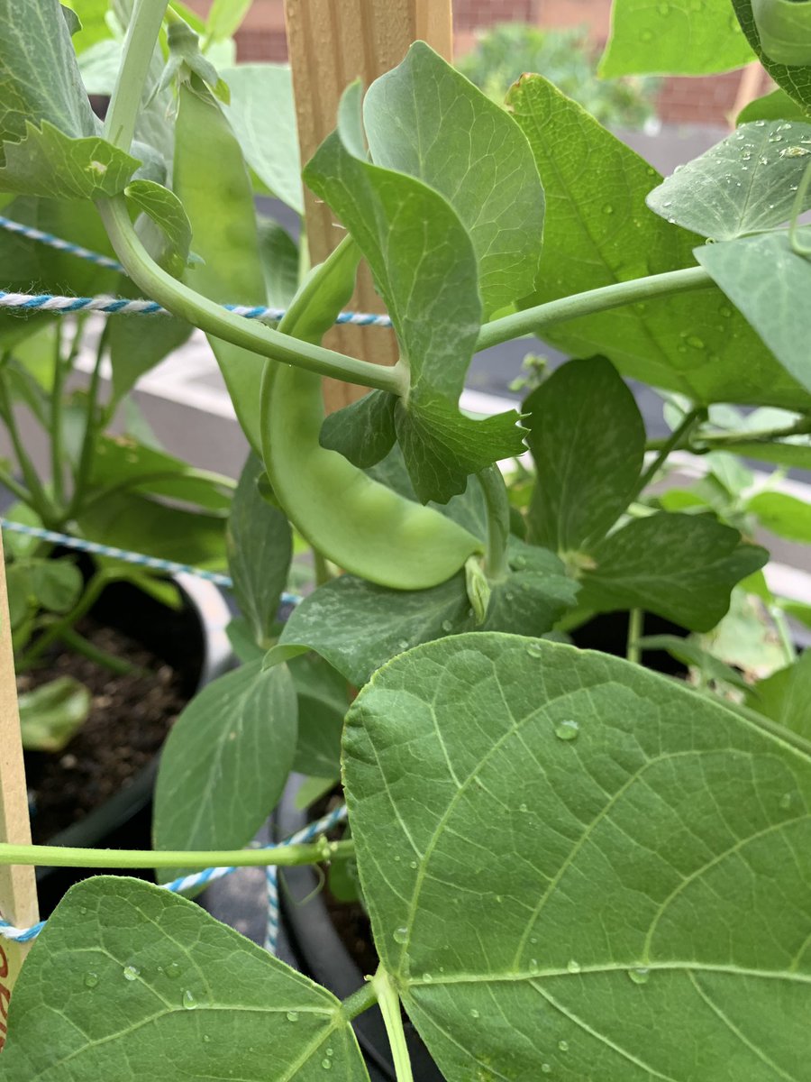 teacherofSTEAM's tweet photo. We have peas!! #webbelem #kidsdeserveit #schoolgarden @JMGKids https://t.co/vrfZEae9Ju