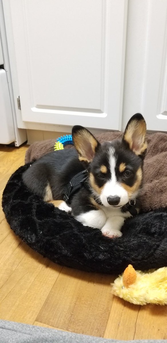 xZeroLogikx's tweet photo. Woot I'm back live with the newest special guest of the stream Bear!!!! Get in here and have a blast with a corgi puppers!!! #corgi #SupportSmallStreamers #CutenessOverload #sweepytime https://t.co/KNbjHMX9or