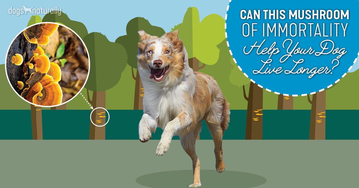 DogsNaturally's tweet image. Research is proving that #reishi #mushrooms can help:
✅ Protect the #liver
✅ Regulate blood pressure
✅ Relieve #allergy symptoms
✅ Support the #kidney
They may even be able to stop cancer growth ...dogsnaturallymagazine.com/6-reasons-reis… via: @DogsNaturally