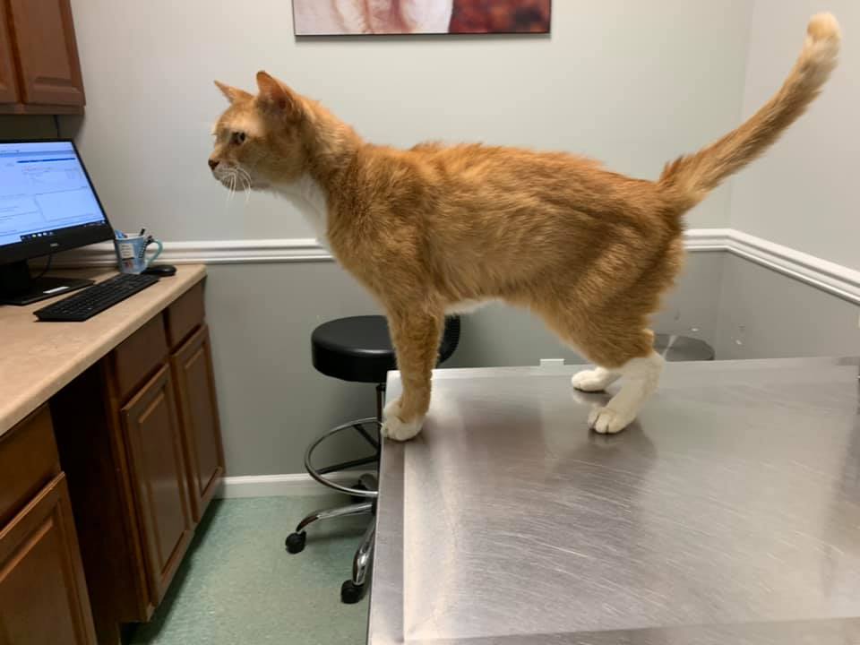 Abel was pretty sick &amp; needed $1K of diagnostics dental. To  help cats like Abel we need your support. Our goal is to raise 10k in the CrowdRise competition. Pls donate crowdrise.com/o/en/campaign/…  RT
#CatsOnTwitter  #cats #catsofinstagram #AdoptDontShop #NYCACC