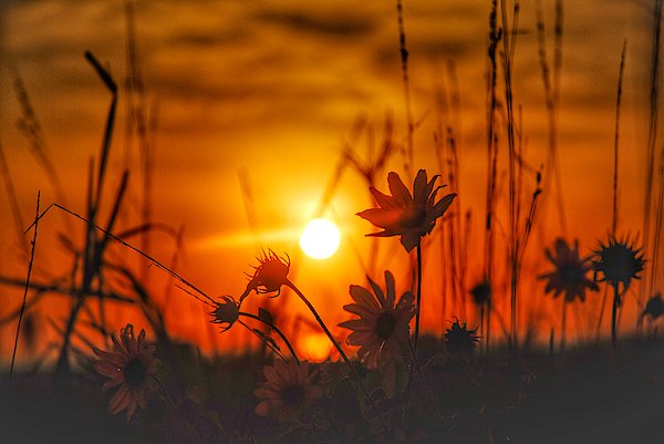 adubspreview's tweet photo. New artwork for sale! - "Sunset Flowers" - https://t.co/rFWngBCbPm @fineartamerica https://t.co/XfUeCaiJ1W